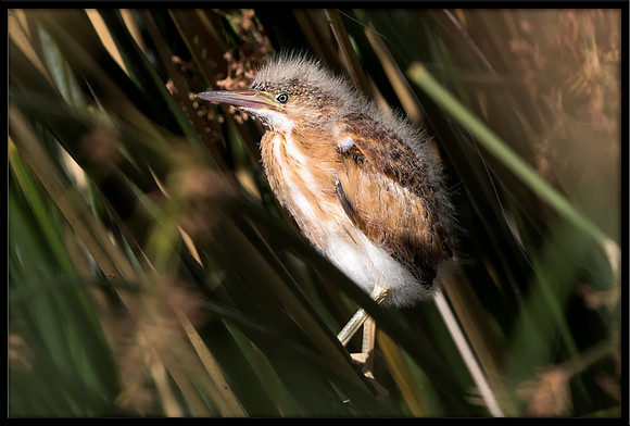 Least Bittern Chick