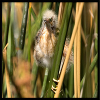 Least Bittern Chick
