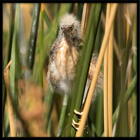 Least Bittern Chick