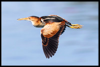 Least Bittern