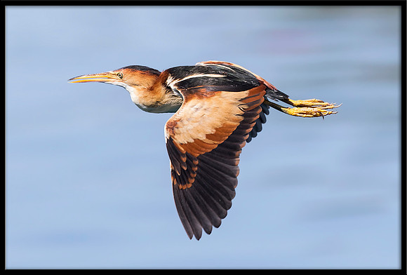 Least Bittern
