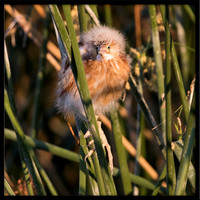 Least Bittern Chick