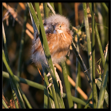 Least Bittern Chick
