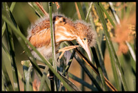Least Bittern Chick