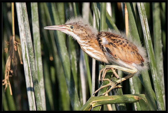 Least Bittern Chick