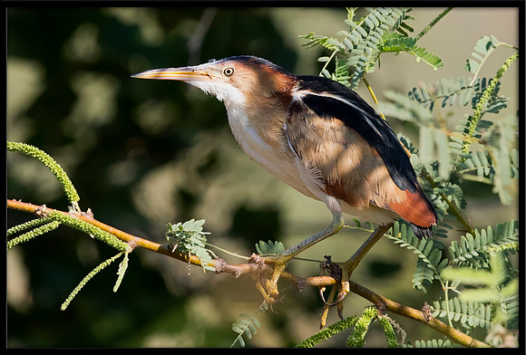 Least Bittern