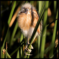 Least Bittern Chick