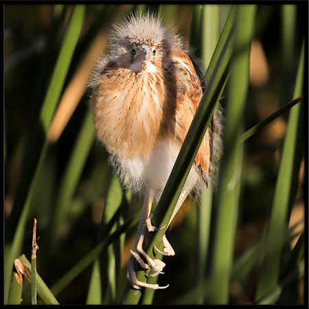 Least Bittern Chick