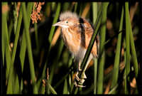 Least Bittern Chick
