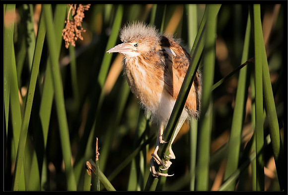 Least Bittern Chick