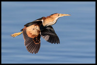 Least Bittern