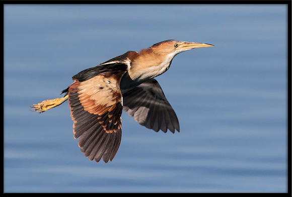 Least Bittern