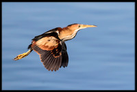 Least Bittern