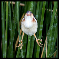Least Bittern