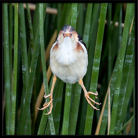 Least Bittern