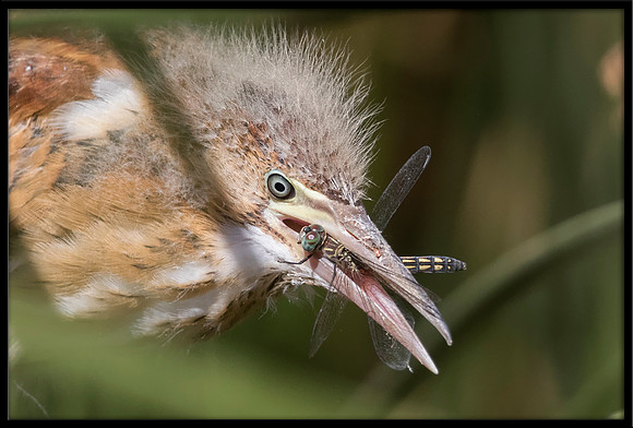 Least Bittern Chick