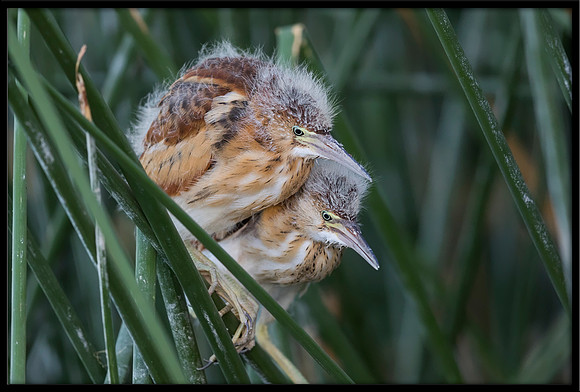 Least Bittern Chick