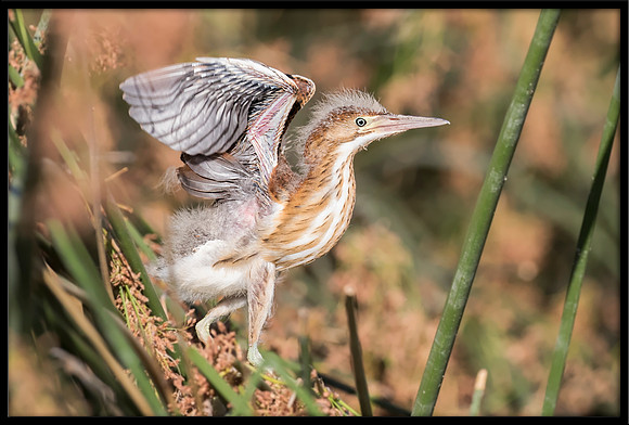 Least Bittern Chick