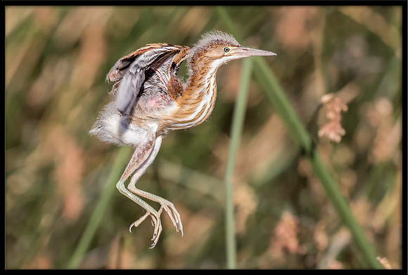 Least Bittern Chick