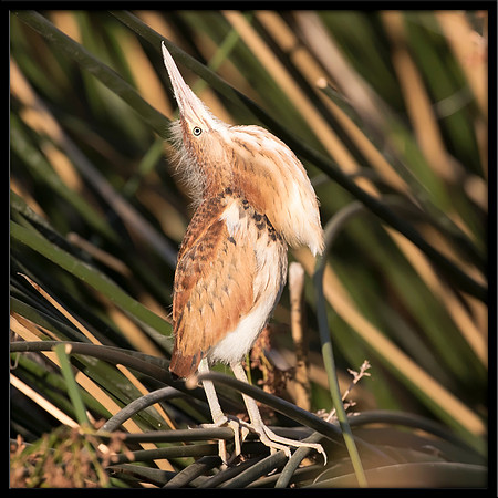 Least Bittern Chick