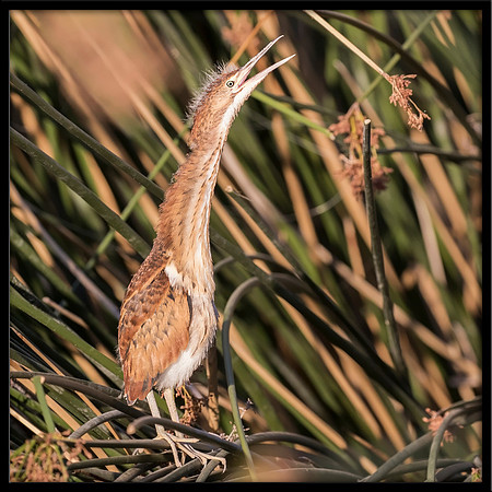 Least Bittern Chick