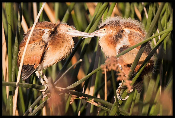Least Bittern Chick