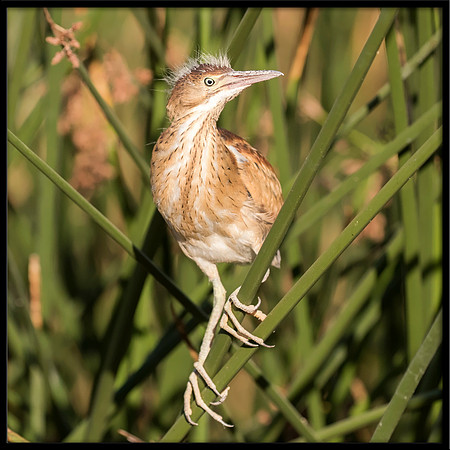 Least Bittern Chick