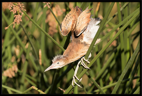 Least Bittern Chick
