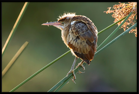 Least Bittern Chick