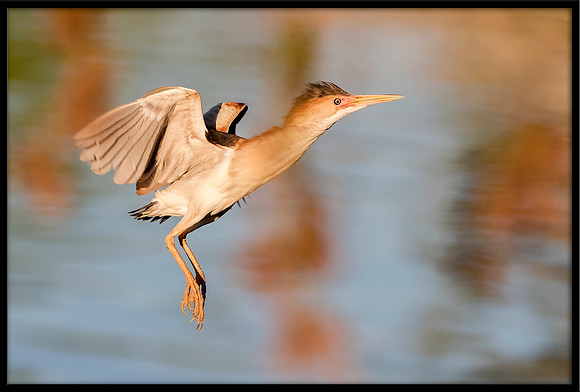 Least Bittern