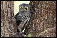 Western Screech Owl