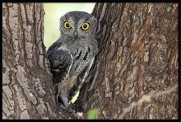 Western Screech Owl