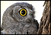 Western Screech Owl