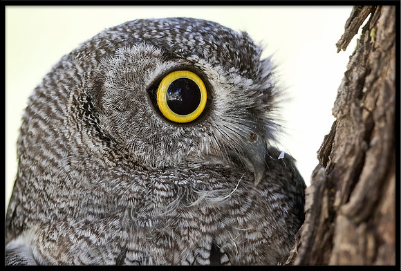 Western Screech Owl
