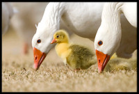 Domestic Geese