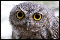 Western Screech Owl