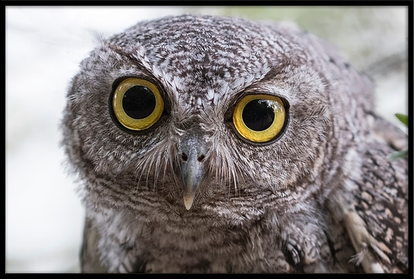 Western Screech Owl