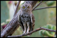 Western Screech Owl