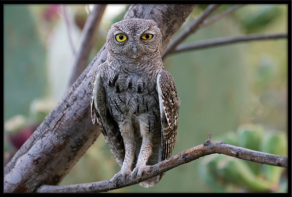 Western Screech Owl