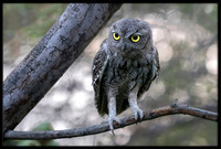 Western Screech Owl