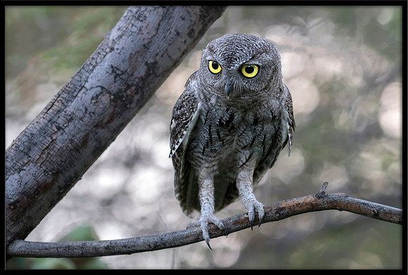 Western Screech Owl