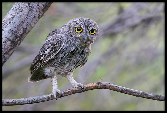 Western Screech Owl