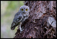 Western Screech Owl
