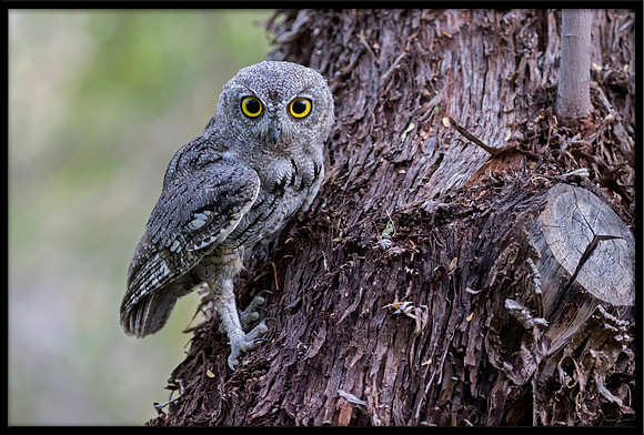 Western Screech Owl