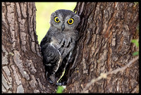 Western Screech Owl