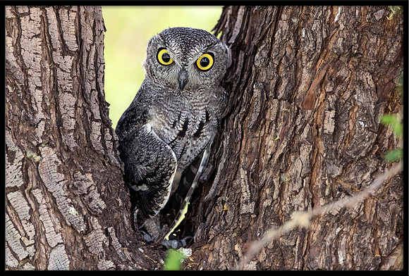 Western Screech Owl
