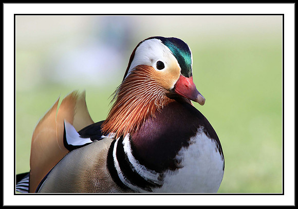 Mandarin Duck