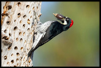 Acorn Woodpecker