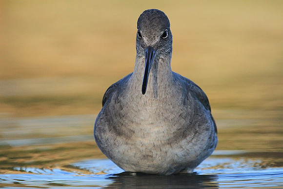 Willet