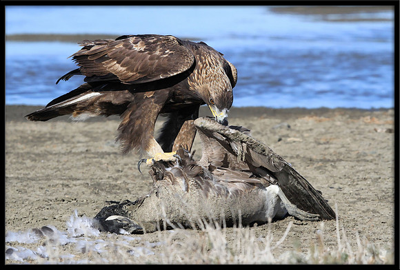 Golden Eagle